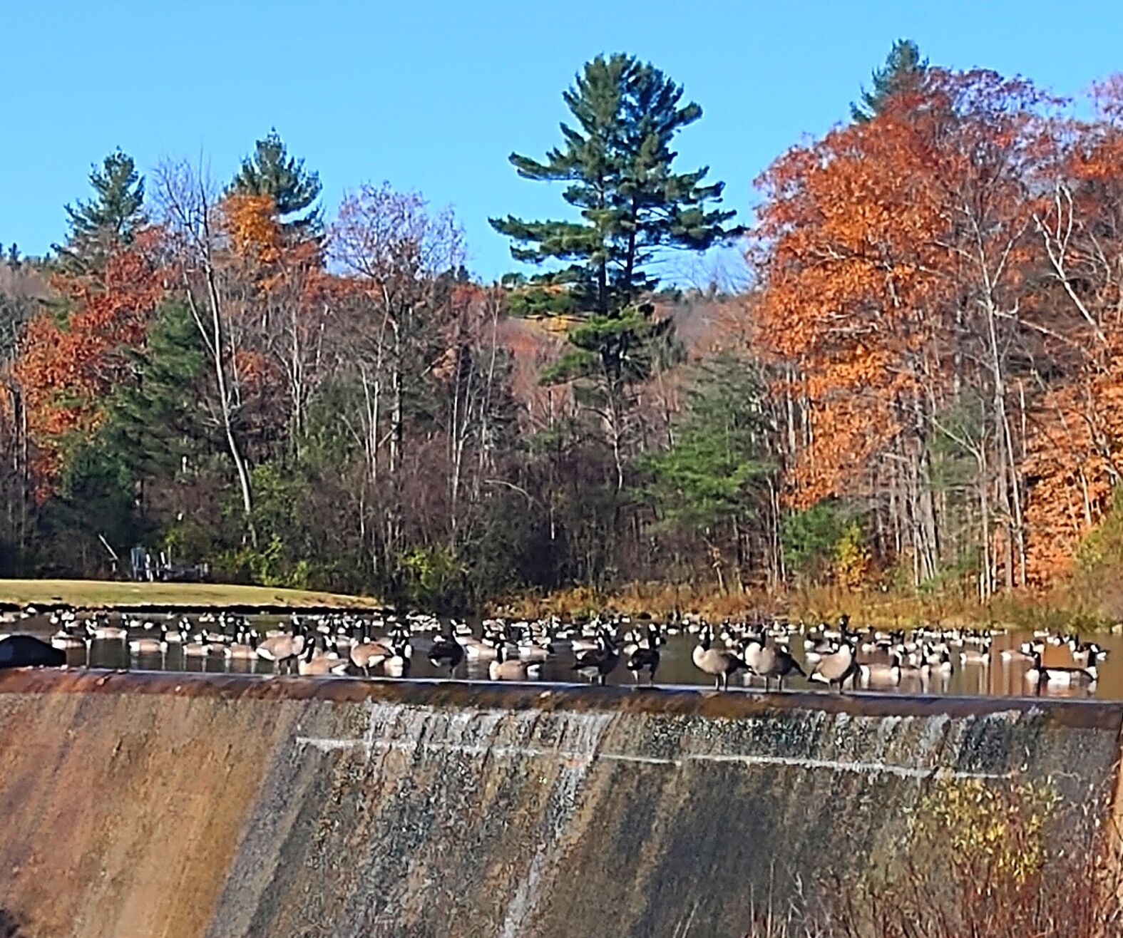 Fall Flock